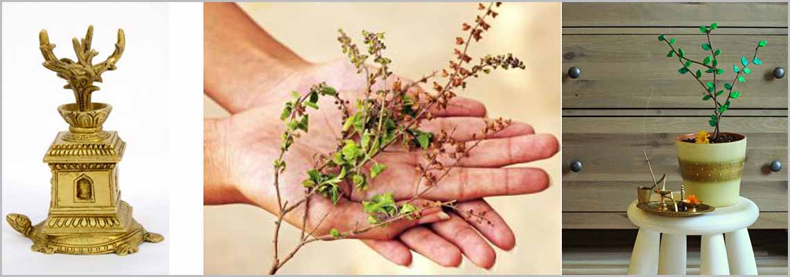 10 Best Vastu plants to attract good fortune