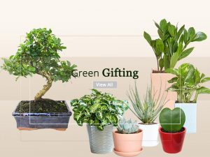 Corporate Gift Plants Online Nursery Delhi Ncr Mncgifting