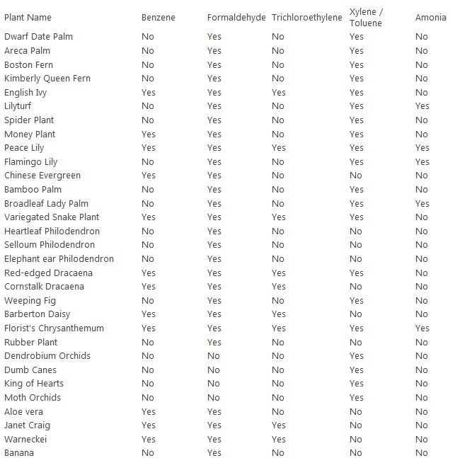 NASA recommended houseplants based on NASA Clean Air Study NASA recommended houseplants based on NASA Clean Air Study