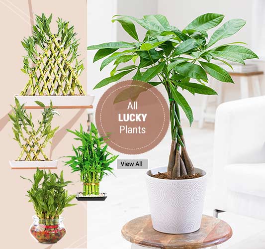 Shop Lucky Plants - Online Garden Nursery Plants India