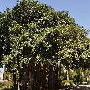 Banyan-Ficus-Benghalensis -Mashrita Nature Cloud