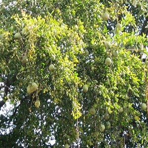 Bel-Bilva-Mashrita Nature Cloud