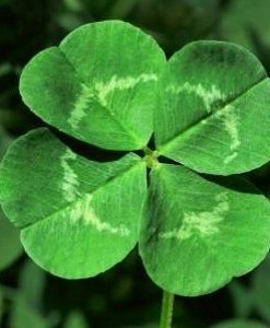 Four-Leaf-Clover-Mashrita Nature Cloud