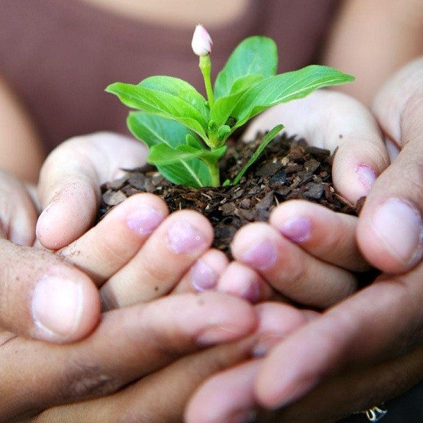 Gardenning is a Hope- Mashrita -Online Wholesale Nursery Gardenning is a Hope- Mashrita -Online Wholesale Nursery