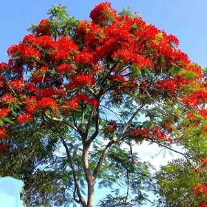 Gulmohar-Delonix regia -Mashrita Nature Cloud