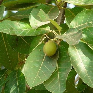 Mahua-Madhuca Longifolia-Mashrita Nature Cloud