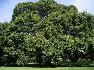 Pakad-Ficus-Virens-Mashrita Nature Cloud