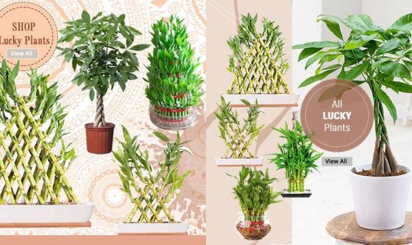 Top Lucky Plants For Home And Offices