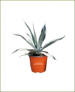 Agave-Americana_Mashrita_Nature_Cloud