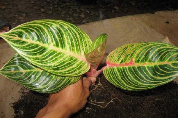 Aglanema Lisptick Moneelompact -Mashrita.com Aglanema Lisptick Moneelompact -Mashrita.com