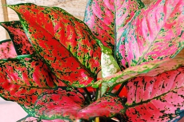Aglaonema Anyamanee Red -Mashrita.com Aglaonema Anyamanee Red -Mashrita.com