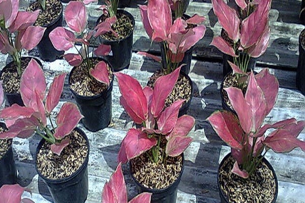 Aglaonema Beberapa Jenis -Mashrita.com Aglaonema Beberapa Jenis -Mashrita.com
