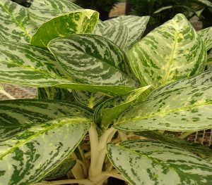 Aglaonema Brilliant - Mashrita Nature Cloud