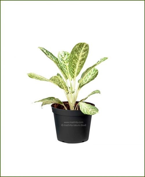 Aglaonema-Brilliant_Mashrita_Nature_Cloud