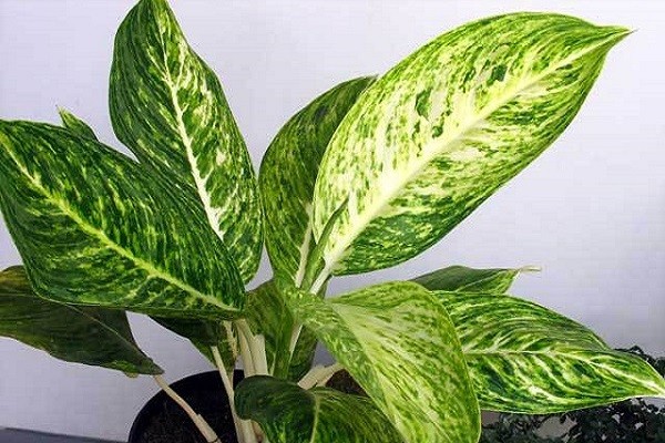 Aglaonema Butterfly Green -Mashrita.com Aglaonema Butterfly Green -Mashrita.com