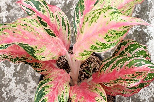 Aglaonema Butterfly Merah -Mashrita.com Aglaonema Butterfly Merah -Mashrita.com
