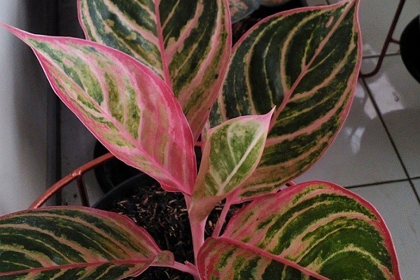 Aglaonema Butterfly Red -Mashrita.com Aglaonema Butterfly Red -Mashrita.com