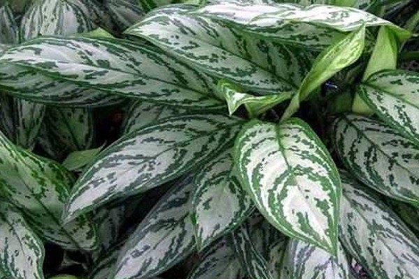 Chinese evergreen aglaonema varieties part 2 Chinese evergreen aglaonema varieties part 2