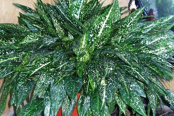 Aglaonema Costatum -Mashrita.com Aglaonema Costatum -Mashrita.com