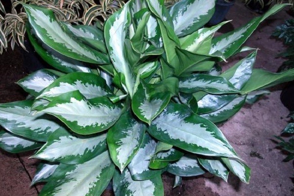 Aglaonema Diamond Bay -Mashrita.com Aglaonema Diamond Bay -Mashrita.com