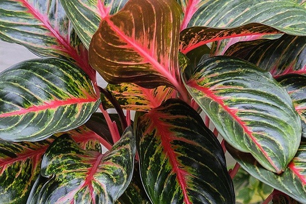 Aglaonema Emerald Red -Mashrita.com Aglaonema Emerald Red -Mashrita.com