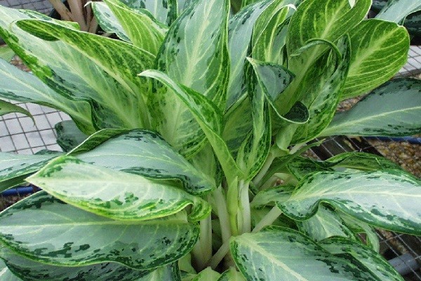 Aglaonema Golden Bay -Mashrita.com Aglaonema Golden Bay -Mashrita.com