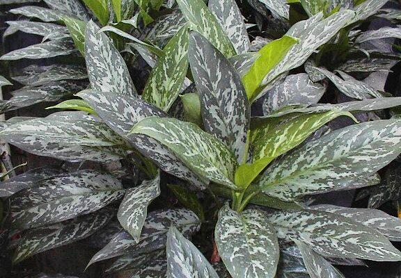 Aglaonema Green Lady -Mashrita.com Aglaonema Green Lady -Mashrita.com