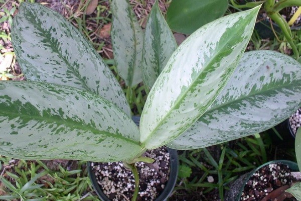 Aglaonema Illumination -Mashrita.com Aglaonema Illumination -Mashrita.com