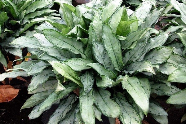 Aglaonema Jewel of India -Mashrita.com Aglaonema Jewel of India -Mashrita.com
