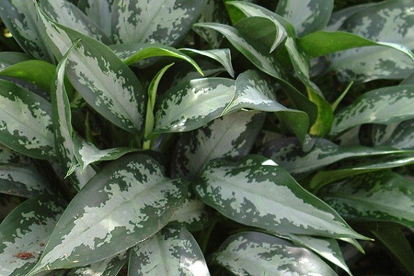 Aglaonema Jubilee -Mashrita.com Aglaonema Jubilee -Mashrita.com