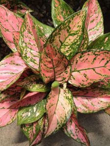 Buy Chinese Evergreen Aglaonema Lady Valentine