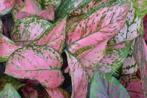Aglaonema Lady Valentine -Mashrita.com Aglaonema Lady Valentine -Mashrita.com