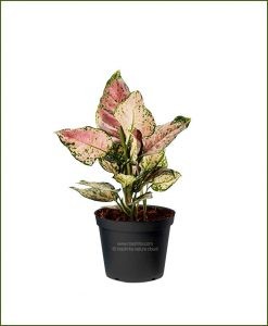 Aglaonema-Lady-Valentine_Mashrita_Nature_Cloud