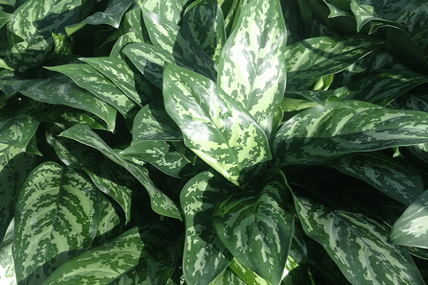 Aglaonema Mary Ann -Mashrita.com Aglaonema Mary Ann -Mashrita.com