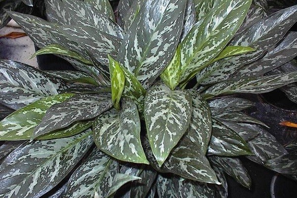 Aglaonema Painted Princess -Mashrita.com Aglaonema Painted Princess -Mashrita.com