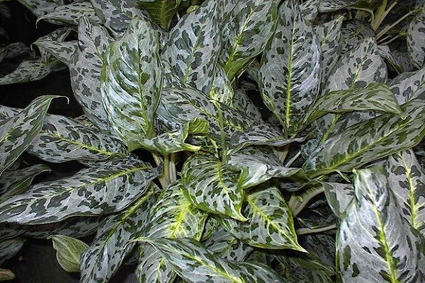 Aglaonema Peacock -Mashrita.com Aglaonema Peacock -Mashrita.com