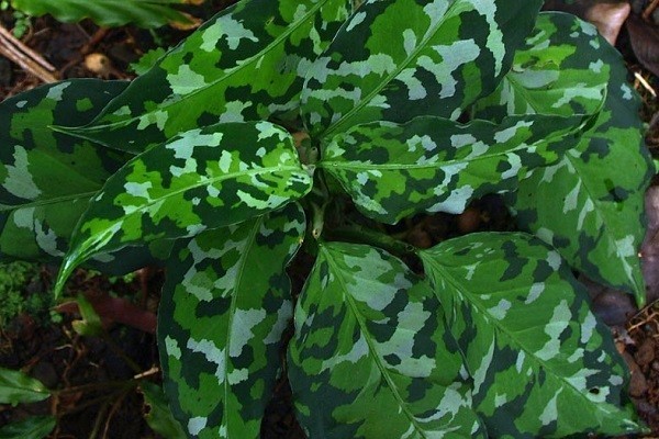 Aglaonema Pictum Tricolor -Mashrita.com Aglaonema Pictum Tricolor -Mashrita.com