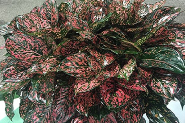 Aglaonema Pink Dalmatian -Mashrita.com Aglaonema Pink Dalmatian -Mashrita.com