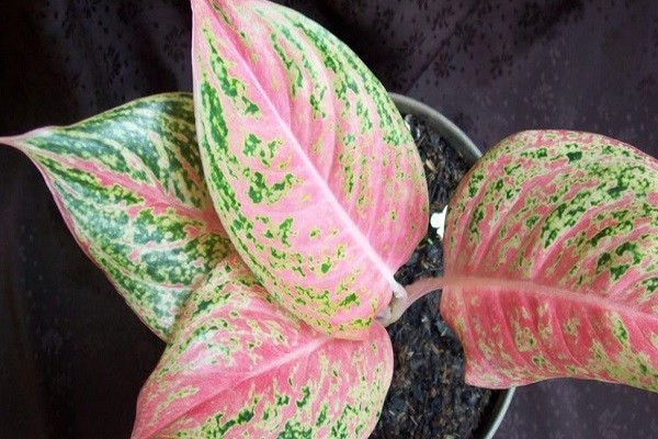 Aglaonema Pink Panther -Mashrita.com Aglaonema Pink Panther -Mashrita.com