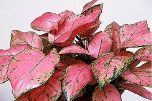 Aglaonema Pink Valentine -Mashrita.com Aglaonema Pink Valentine -Mashrita.com