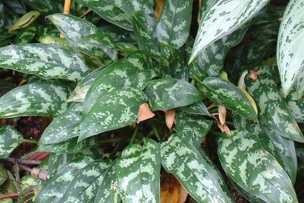 Aglaonema Rachel -Mashrita.com Aglaonema Rachel -Mashrita.com
