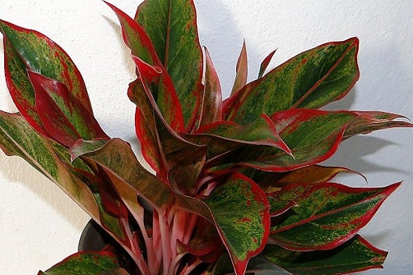 Aglaonema Red Gold -Mashrita.com Aglaonema Red Gold -Mashrita.com