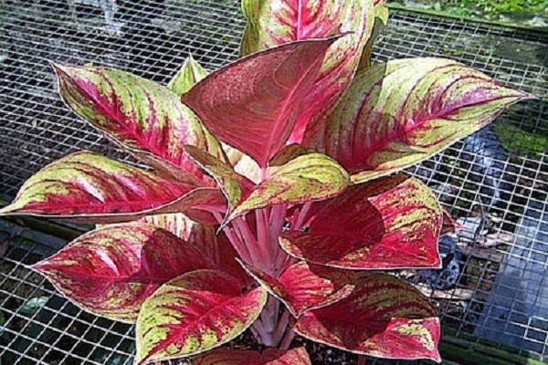 Aglaonema Red Panama -Mashrita.com Aglaonema Red Panama -Mashrita.com