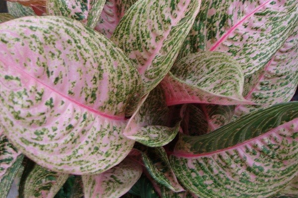 Aglaonema Red Sapphire -Mashrita.com Aglaonema Red Sapphire -Mashrita.com