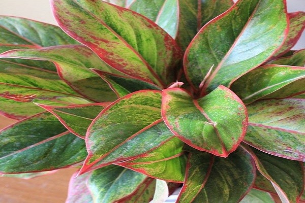 Chinese evergreen aglaonema varieties part 2 Chinese evergreen aglaonema varieties part 2