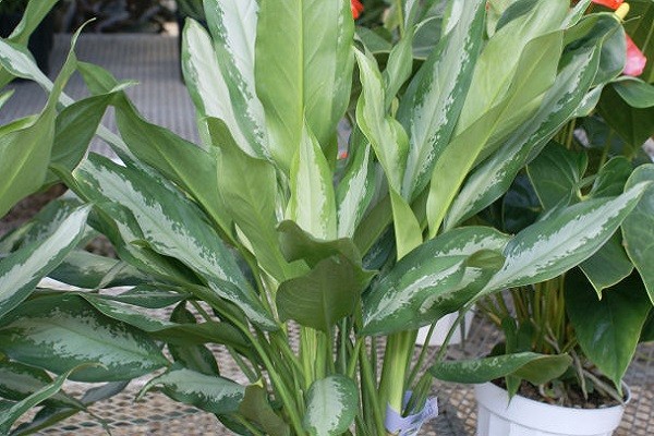 Aglaonema Rhapsody in Green -Mashrita.com Aglaonema Rhapsody in Green -Mashrita.com