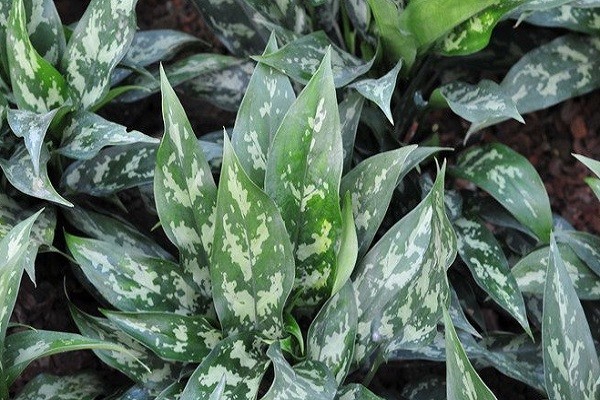 Aglaonema San Remo -Mashrita.com Aglaonema San Remo -Mashrita.com