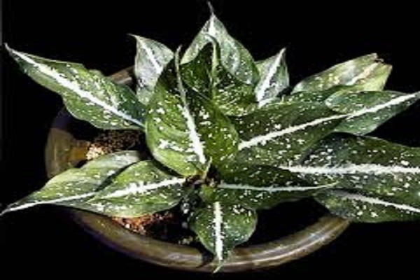 Aglaonema Siamense -Mashrita.com Aglaonema Siamense -Mashrita.com