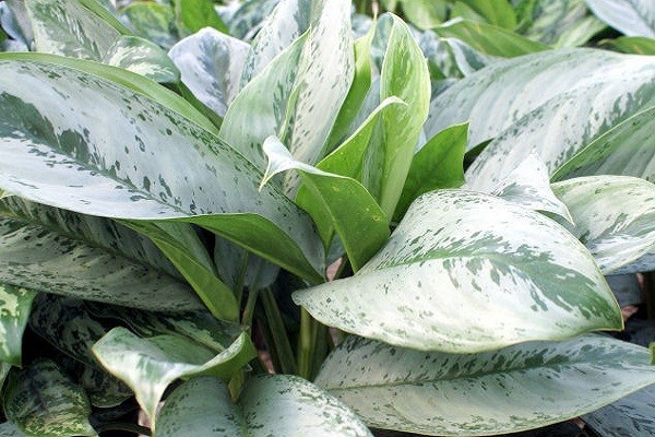 Aglaonema Silver Frost -Mashrita.com Aglaonema Silver Frost -Mashrita.com