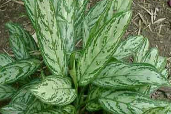 Aglaonema Silver King -Mashrita.com Aglaonema Silver King -Mashrita.com